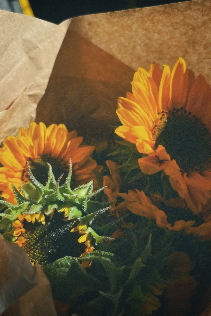 Girasoles envueltos en papel kraft
