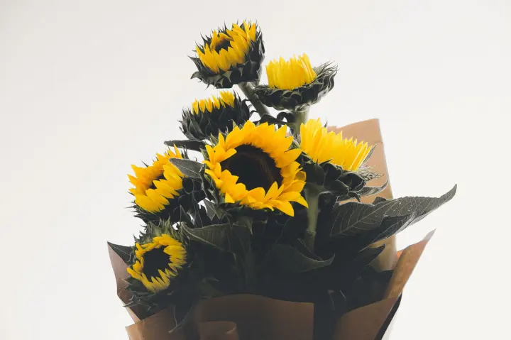 Vista previa: girasoles